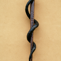 Rune vykovan had na palici ako symbol lekrstva