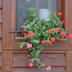 Blumenkastenhalterung fr Fensterbank im Vintage-Stil an der Htte